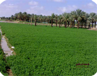 إيجارات مصرية | مزارع للإيجار | دليل العقارات المصري المصور